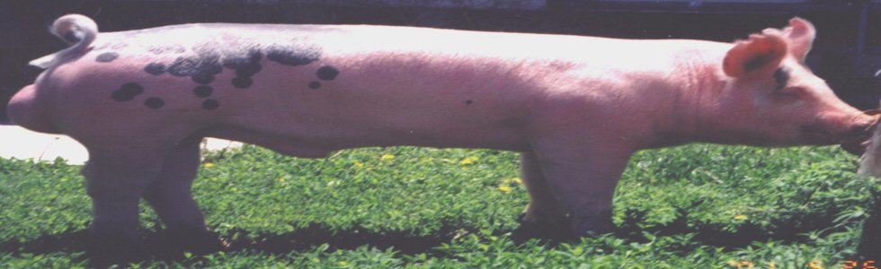 Adventures In Dating V: The State School Slampig (Part I)