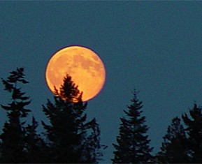 Local Ghosts, Dead Fish, Jinmenken, Perigee Moons And More!
