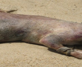 Bigfoot, Cloaking Devices, Sea Monsters And Fried Food