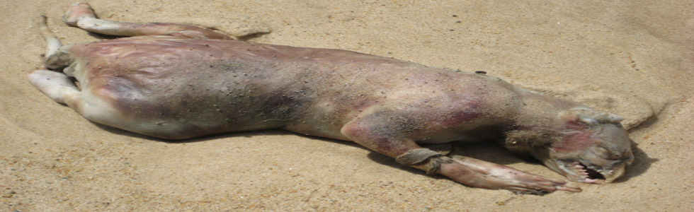 Bigfoot, Cloaking Devices, Sea Monsters And Fried Food