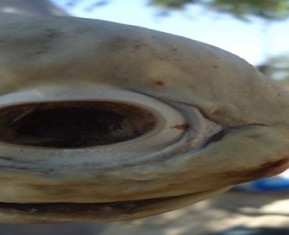 On The Albino Cyclops Shark, KFC, Blog Stats & Guest Writers