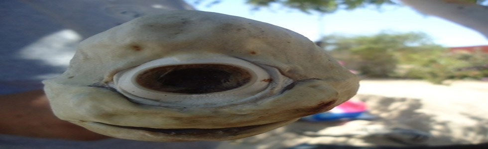 On The Albino Cyclops Shark, KFC, Blog Stats & Guest Writers