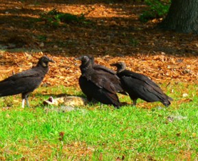 Indigenous Road Kill Of America
